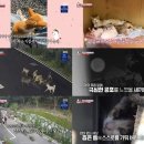 들개농장 이미지