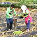 괴산 청천면, 후영 1리 마을주민 꽃길 가꾸기 및 김장배추 심는 날 이미지