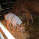 워낭소리 이미지