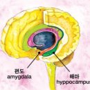 ＜그림＞ 뇌의 구조와 명칭(출처 : 중앙치매센터 치매사전) 이미지