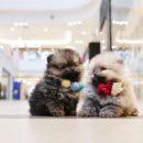 송현동 강아지 이미지