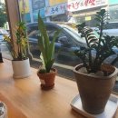 족도리청주 이미지