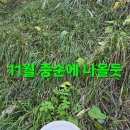 동행상조