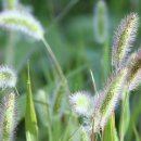 아침이슬 이미지