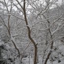장흥 유치자연휴양림의 겨울 이미지