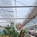 귤(레드향)나무입고!! 이미지