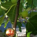 천우농장 이미지