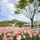 황산공원 마음정원12번 | 양산 황산공원 튤립 정원과 유채꽃 밭 4월 13일 방문