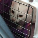 로하스동물병원 이미지