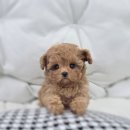 퍼피메이트 안심분양센터 동탄 강아지분양 이미지