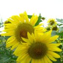 해바라기유원지 이미지