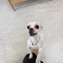 이뿌개 | 구로·영등포 애견미용｜입질견도 가능한 신도림 이뿌개