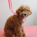 멍쌤 펫 살롱 이미지