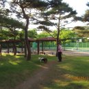 우리집 강아지 윤이나 가족 만났습니다 이미지