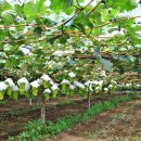 기남농장 이미지