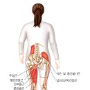 lateral line의 frontal plane 조절(보행시) 이미지