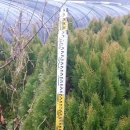 보인2리 이미지