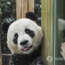 판다판다판다