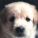 계양메디칼센터 | 인천동물병원 계양SKY동물메디컬센터에서 사랑받는 치료 경험