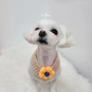 오도DOG 펫살롱 이미지