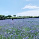 국화목장 이미지