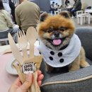 나빌레라(시니어라인댄스) | 하림펫푸드 개슐랭 투어 후기｜해피댄스 스튜디오 공주 애견동반 체험 (EBS 극한직업 K펫푸드)