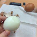 태산농장 | 흥생농장 촉촉한 반숙란 후기