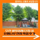 은행나무 배트민턴장 | 오산 벌목업체 단지 내 은행나무 전지 작업 후기