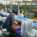 제주감귤농업협동조합 농산물산지유통센터(1유통) 이미지