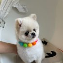 멍멍미용실 이미지