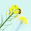 고려산천 이미지