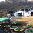 아침햇살염소농장 이미지