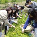 보성군, 보성다향제 녹차대축제 개최 이미지