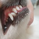 페츠온동물병원 이미지