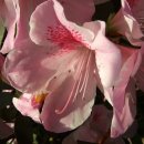 개화약국 이미지