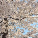 원성천 | 벚꽃길 산책하기 좋은 4월 천안 벚꽃 명소 원성천 실시간 후기