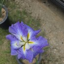 아이리스 이미지