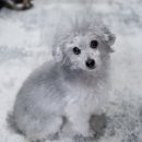 카페 댕하루 이미지