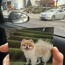 알팀도그 | 열심히 놀고 놀고 계속 놀았지만 보리미용도 한 일상...