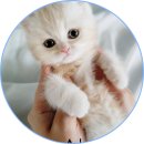 아담스펫 강아지분양 고양이분양 일산점 이미지