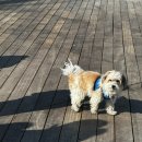 도그미뇽 | 뉴욕 신혼여행 1~2일차 (에어프레미아, 하얏트, 자유의 여신상, 브루클린 브리지, 덤보, 줄리아나스...