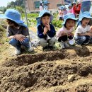 👩🏻‍🌾상추수확하기, 파 심기~ 텃밭활동 🧑🏻‍🌾 이미지