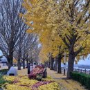 10월29일 아산곡교천 은행나무길,가을단풍의전설 독립기념관 단풍나무길 취소 이미지