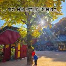 백양산 등산로 | 부산 은행나무 단풍명소 백양산 선암사 사찰