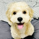 해피한 멍 이미지