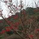 시장백반 이미지