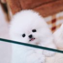 디디펫 수원강아지분양 이미지