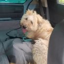 순돌이네펫택시 이미지