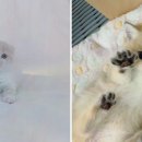 천안고양이 분양 퍼스트캣 본점 이미지