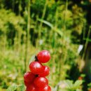 앵두목장 이미지